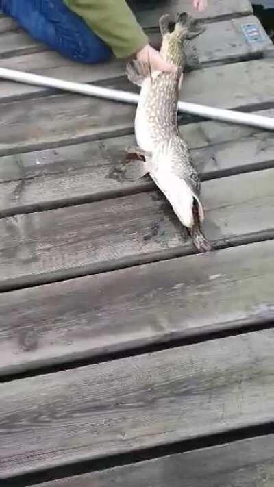 Morgonfiske med båtkrok! Man ska tugga maten..