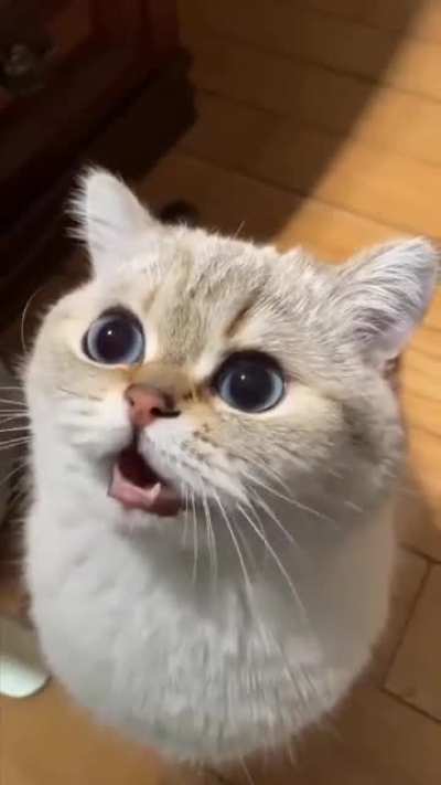 POV: You forgot her snack and now she’s filing a complaint.