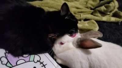 Our cat Mavis cleaning our bunny Judy