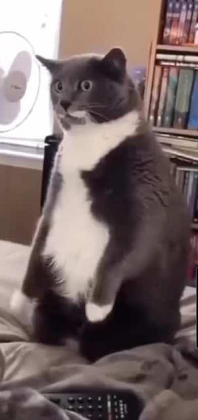 touch tha paws together .