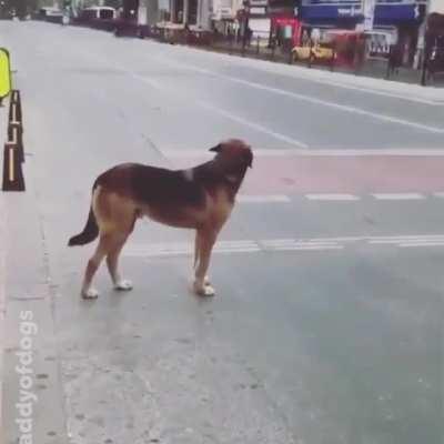 Good Boy waits for green light