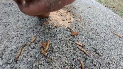 Last clip from this 11min video 🥵