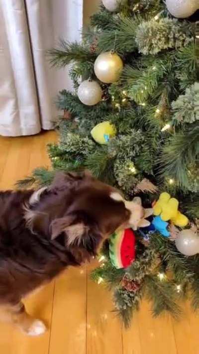 Decorating the Christmas tree