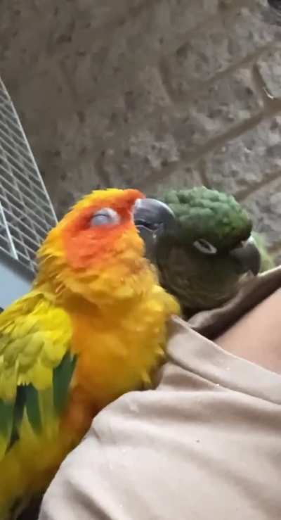 The way she falls asleep mid cuddles :’)