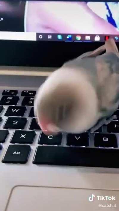 They are malfunctioning when surrounded by other electronic devices