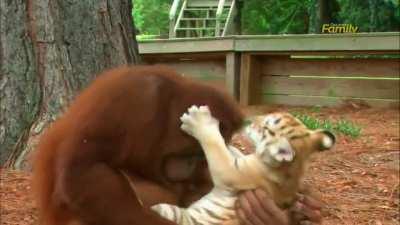 Monke takes care of tiger