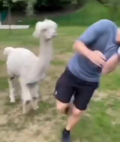 That is one savage alpaca