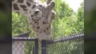 Thanks, I hate this giraffe deepthroating