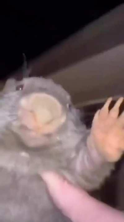 What does Bobr Kurwa mean?