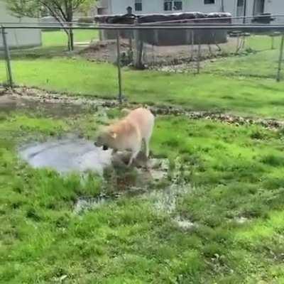 Blind dog cute reaction to finding a puddle.