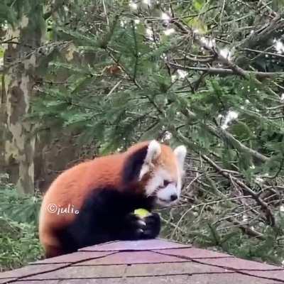 Aww..Cute panda Eating by trusting the human
