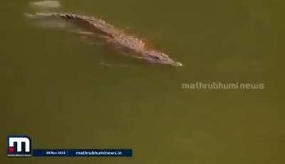Ramachandran and his 'muthala kunjungal'  in Chalakkudy River. 🐊