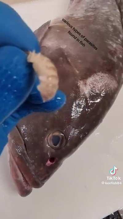 Warning: This could ruin seafood for you