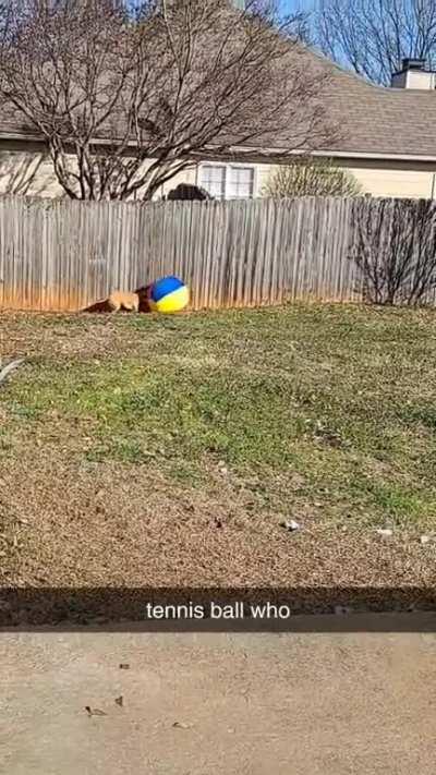 fun fact: this ball was technically designed for horses