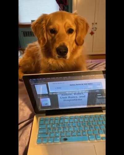 The boss has spoken!! No work until I get pet!!