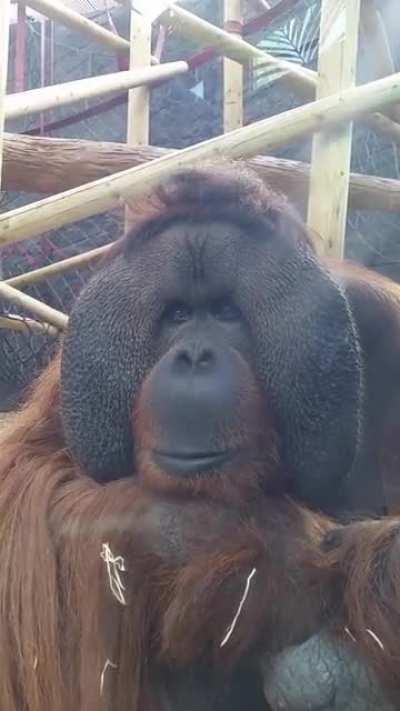 Maurice the orangutan looking wise 🦧 (Rest in peace, Maurice)