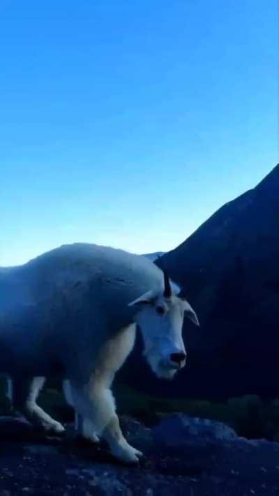 This strong looking mountain goat