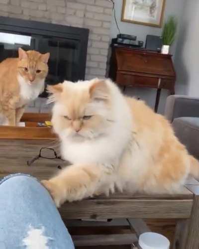 Kitty has a very subtle way of telling their human they want food