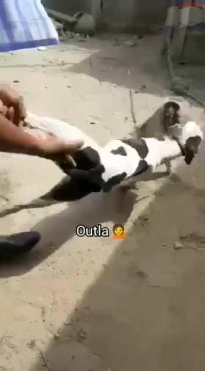 Coitado do macaco😞