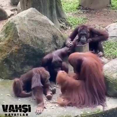 Трудовой коллектив