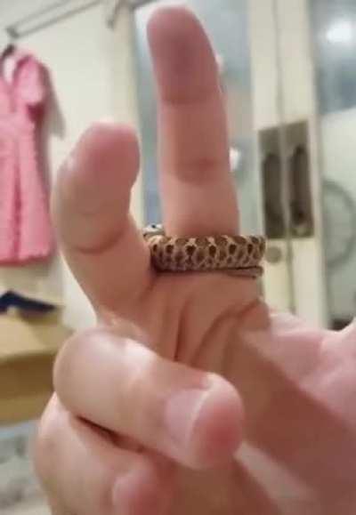 Golden serpent ring