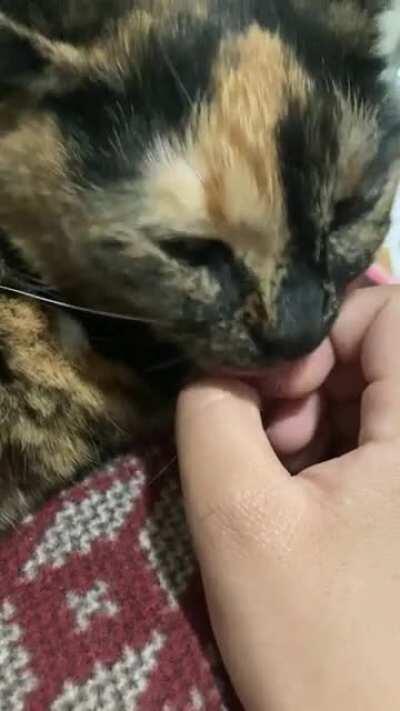 Maple giving me kisses after I petted her/sang her favorite songs