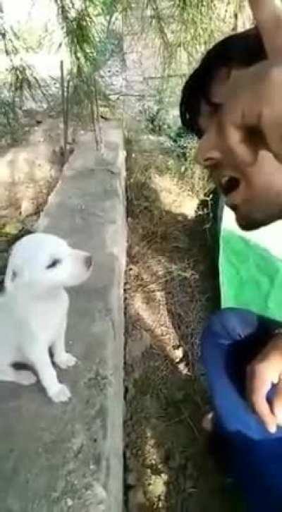 Pup gets an early start in becoming an expert in Indian classical music