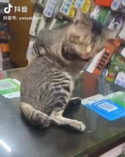 '' If human isn't gonna give back scritches, one gotta scritch their own back. ''