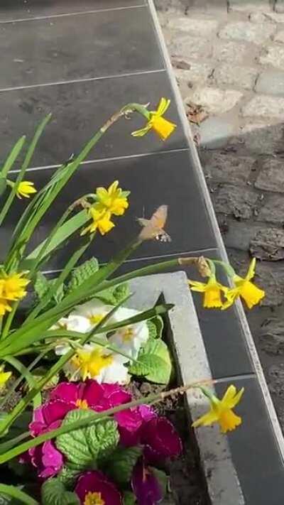 Was ist das für ein Insekt? Flog heute morgen im Garten herum.