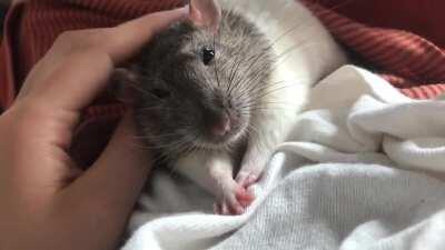 R&R (Rats & Relaxation) with Sweet Pea