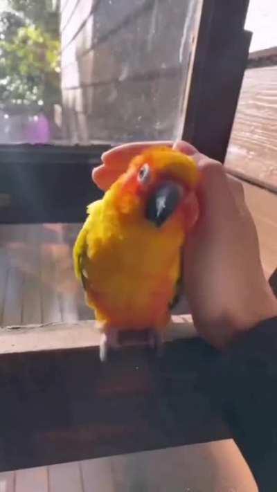 Flying Mango