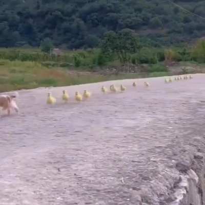 Follow the leader 😃