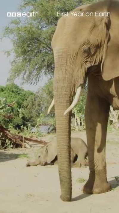 Baby elephants are so clumsy.