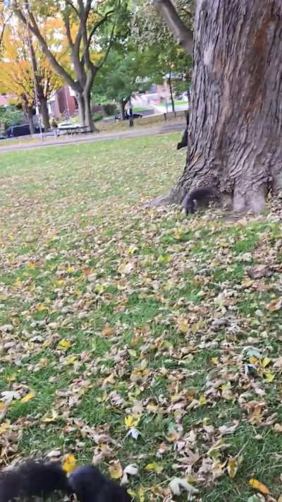 hiding seed at the base of a tree