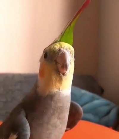 This parrot knows Saria’s Song from Ocarina of Time