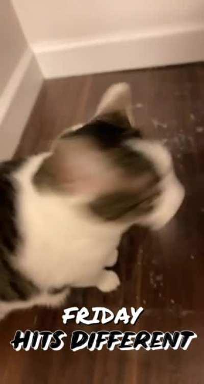 My tailess friend, bagels!