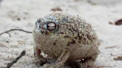 Eu te amo sapinho feroz, eu te amo