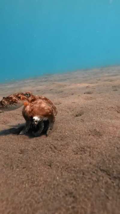 Because swimming is too mainstream for an octopus