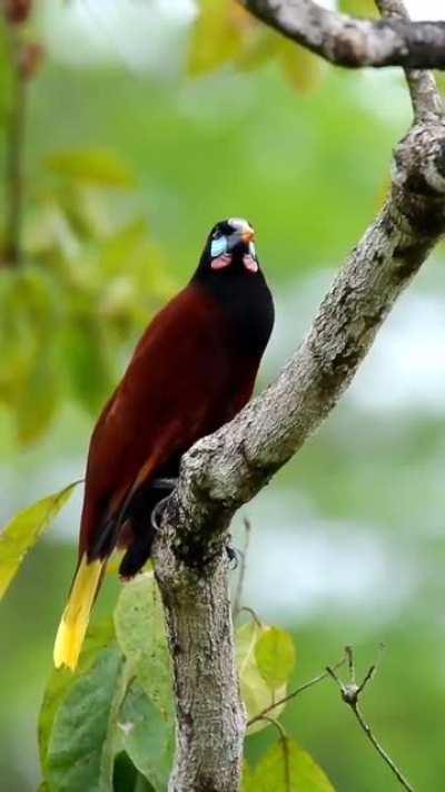 🔥The Montezuma Oropendola (Psarocolius montezuma) is a New World tropical icterid bird