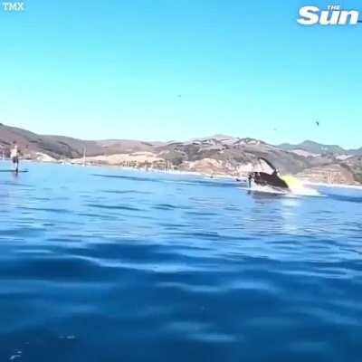 Humpback whale nearly swallows two kayakers who were whale watching in Avila Beach, California. It spit them out and continued feeding.