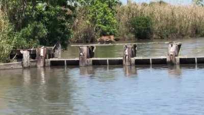 🔥 Bobcat doing a few impressive jumps to avoid getting wet 🔥