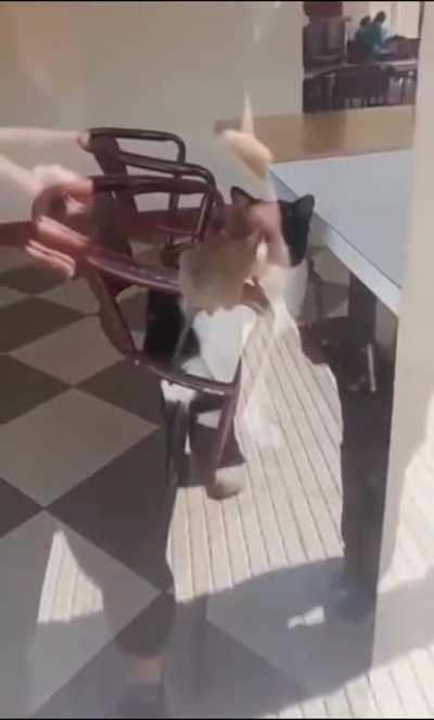 Filmaron a un gato jugando con una rata gigante en heladería, el dueño asegura que es un hámster