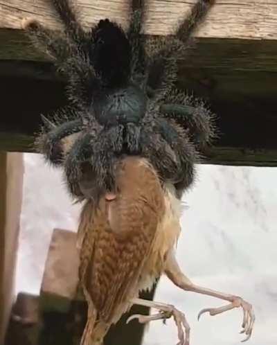 There exists a tarantula in South America that eats bird.