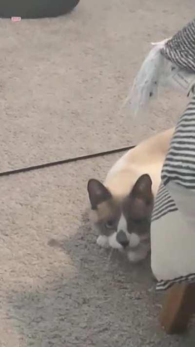 Lily the morning after I got back from vacation. Think she missed me?