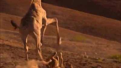 Lioness tries to stop a running Giraffe.