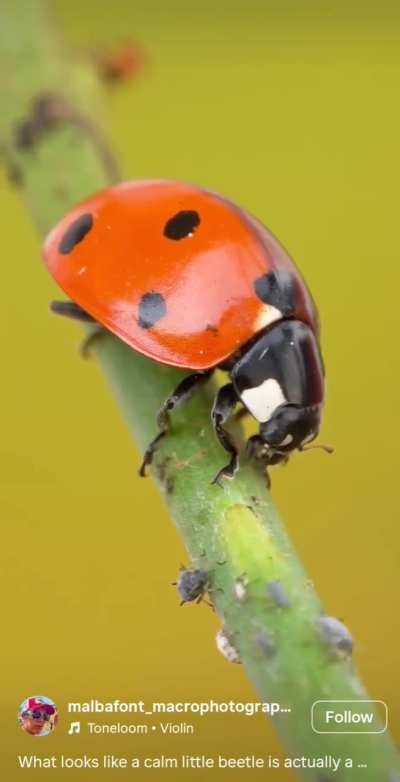 Honest question, why don't the aphids run away from this threat?