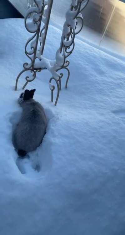 Baileys first time in relatively deep snow. So brave lol