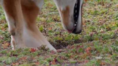 An Ethiopian wolf (Canis simensis), also known as a Simien jackal or Simien fox, is featured here using 