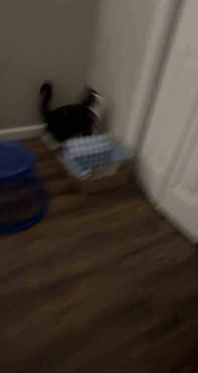 Pre-cleaning jumpies for the Rudy Man cat 🐈