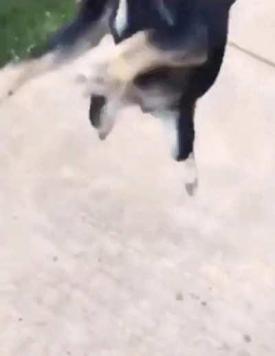 What is that thing... AAH!